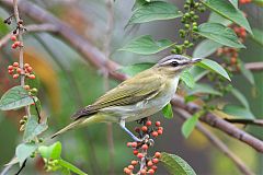 Red-eyed Vireo